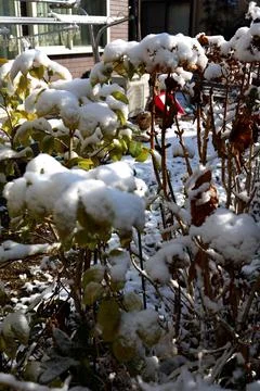 Trees with snow. Stock Photos