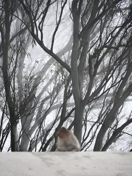 Trees in snow Stock Photos