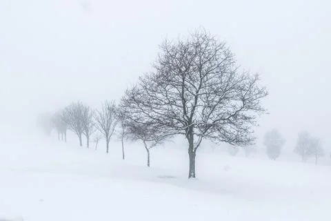 Trees in the snow Stock Photos