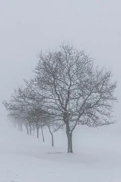 Trees in the snow Stock Photos