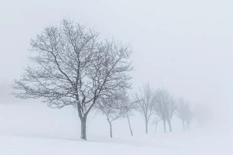 Trees in the snow Stock Photos