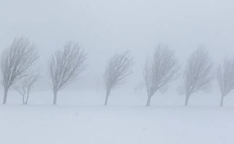 Trees in the snow Stock Photos