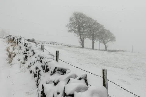 Trees in the snow Stock Photos