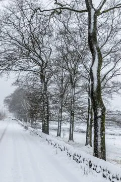 Trees in the snow Stock Photos