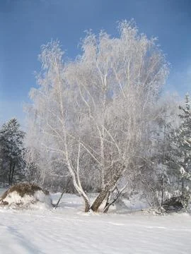 Trees in the snow Stock Photos