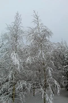 Trees in the snow Stock Photos