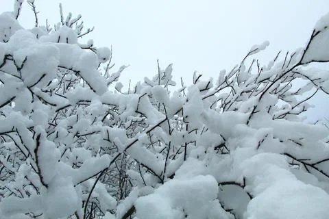 Trees in the snow Stock Photos
