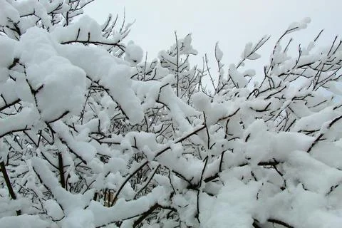 Trees in the snow Stock Photos