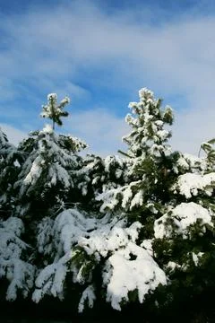 Trees in the snow Stock Photos