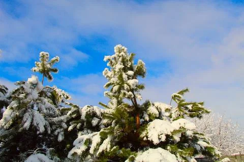 Trees in the snow Stock Photos
