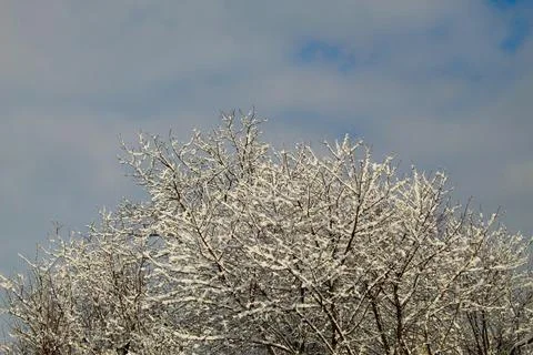 Trees in the snow Stock Photos