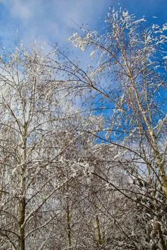 Trees in the snow Stock Photos