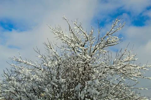 Trees in the snow Stock Photos