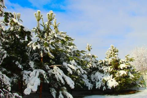 Trees in the snow Stock Photos