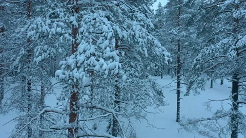 Trees in snow. Pine branches sag from a lot of snow. Stock Footage 229740566