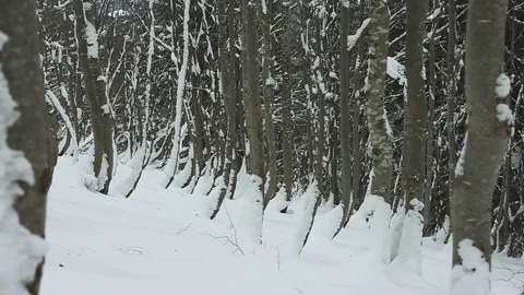 Trees in the snow on the slopes in winter Video stock 73006415