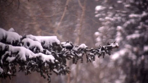 Trees in snow storm Stock Footage 107735368