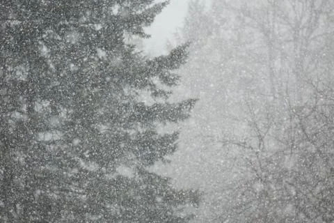 Trees in a Snow Storm Stock Photos