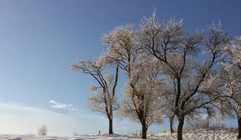 TREES  in snow-sugar Stock Photos
