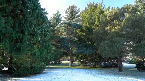 Trees in the snow on a sunny day Stock Footage 234218015
