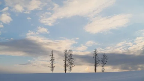 Trees in the snow before sunset at Mild Seven hill, Biei, Hokkaido, Japan Stock Footage 102262501
