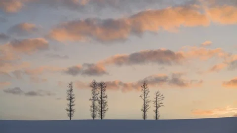 Trees in the snow at sunset, Mild Seven hill, Biei, Hokkaido, Japan Stock Footage 102263031