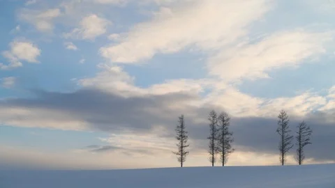 Trees in the snow before sunset at Mild Seven hill, Biei, Hokkaido, Japan Stock Footage 102263413