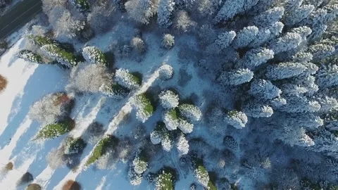 Trees in the snow view from above, winter Stock Footage 172474966