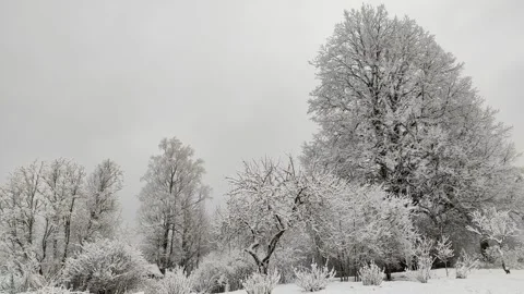 Trees in snow, winter (1) Stock Footage 296699785