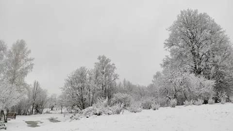 Trees in snow, winter (2) Stock Footage 296699625
