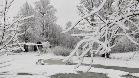 Trees in snow, winter (3) Video stock 296699868