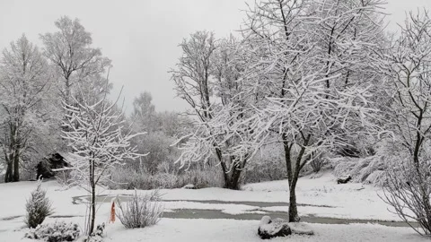 Trees in snow, winter (5) Video stock 296701134
