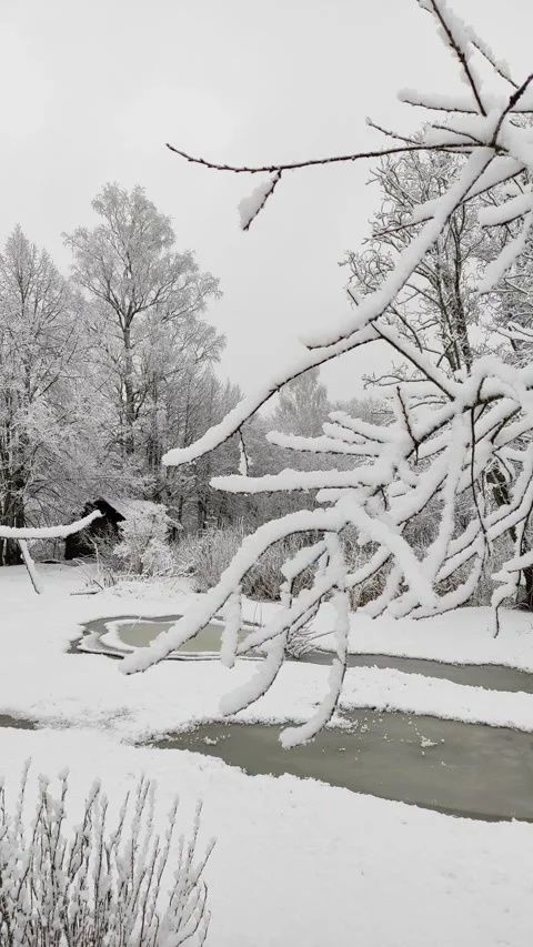 Trees in snow, winter (6) Stock Footage 296701047