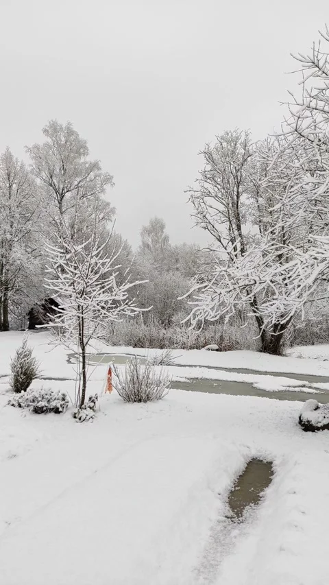 Trees in snow, winter (7) Stock Footage 296699329