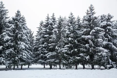 Trees in the snow, winter background. Stock Photos