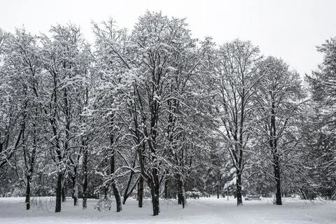 Trees in the snow, winter background. Stock Photos