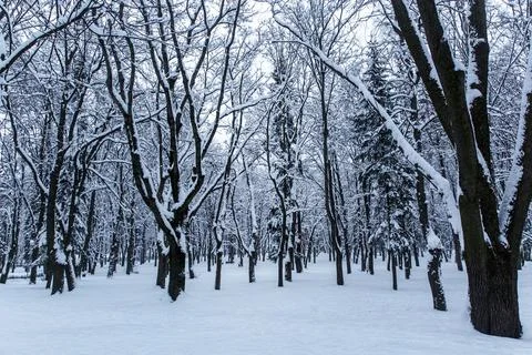 Trees in the snow. Winter background. Stock Photos