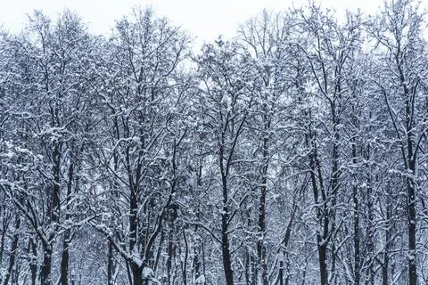 Trees in the snow. Winter background. Stock Photos
