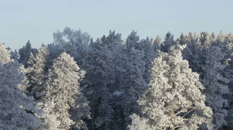 Trees in the snow winter calm Stock Footage 57763556