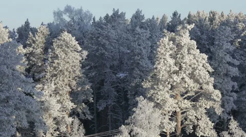 Trees in the snow winter Stock Footage 57763572