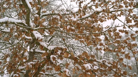 Trees in the snow. winter in the forest. 4K Stock Footage 87519003