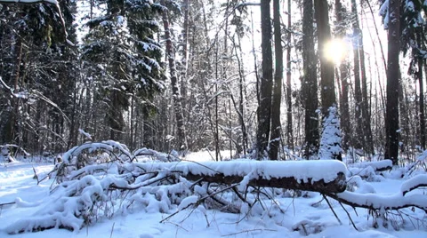 Trees in the snow in the winter forest, dolly 10 Stock-Footage 36594888