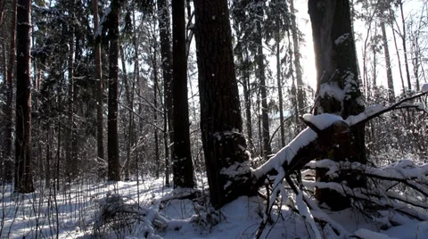 Trees in the snow in the winter forest, dolly 6 Stock Footage 36595086