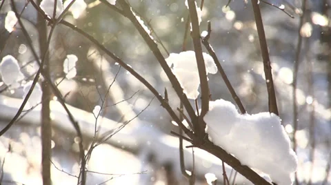 Trees in the snow in the winter forest, dolly 5 Stock-Footage 36595116