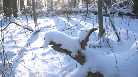 Trees in the snow in the winter forest, dolly 2 스톡 동영상 36595269