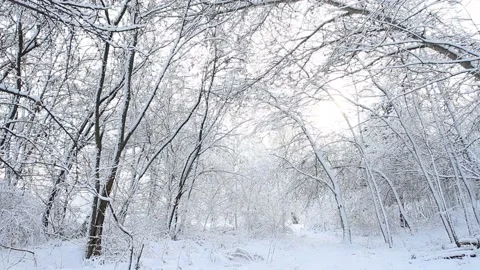Trees with snow in winter forest Stock Footage 96730084