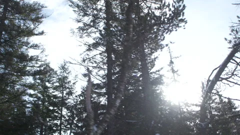 Trees In The Snow In The Winter Forest Stock Footage 267013677