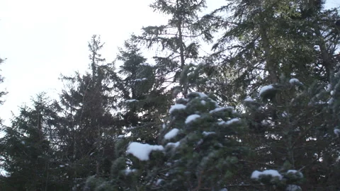 Trees In The Snow In The Winter Forest Stock Footage 267013796