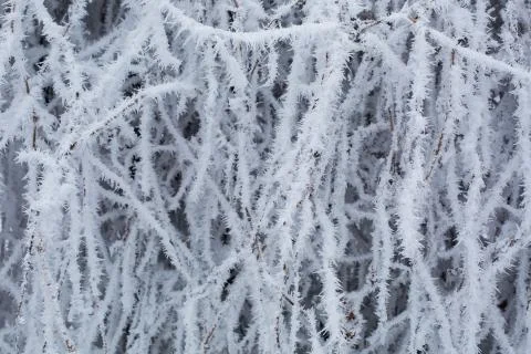 Trees with snow in winter park Stock-Fotos