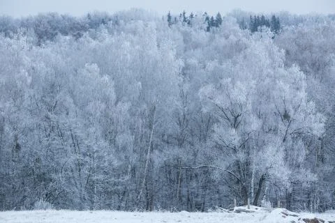 Trees with snow in winter park Stock Photos